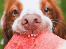 چه میوه هایی برای سگ خوب است؟