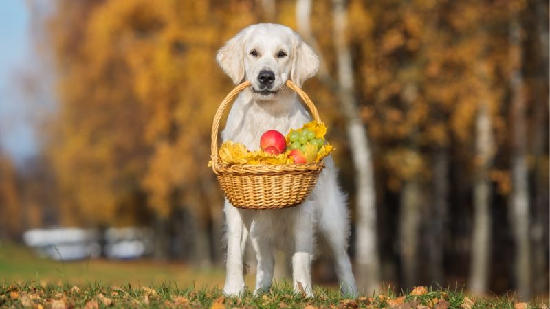 انواع میوه برای سگ