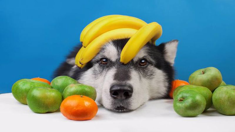 چه میوه هایی برای سگ مضر است