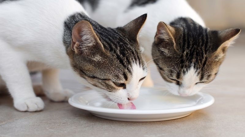 شیر سویا برای گربه