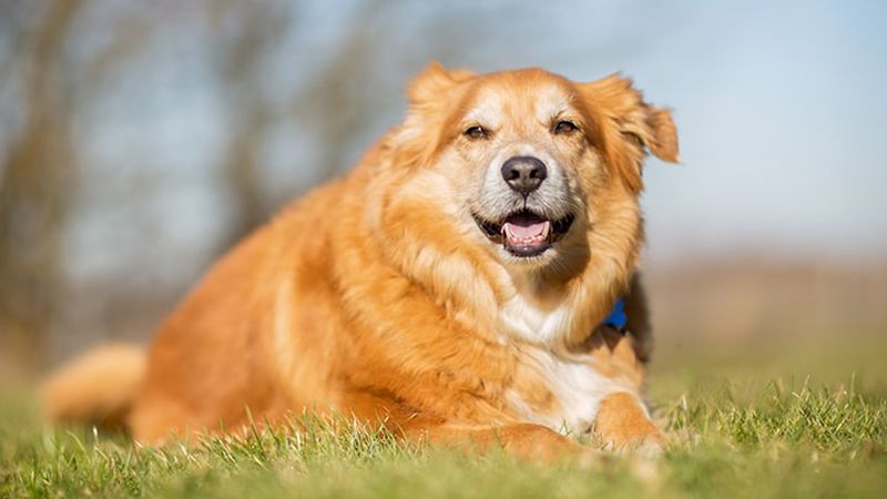تشخیص چاقی و اضافه وزن سگ
