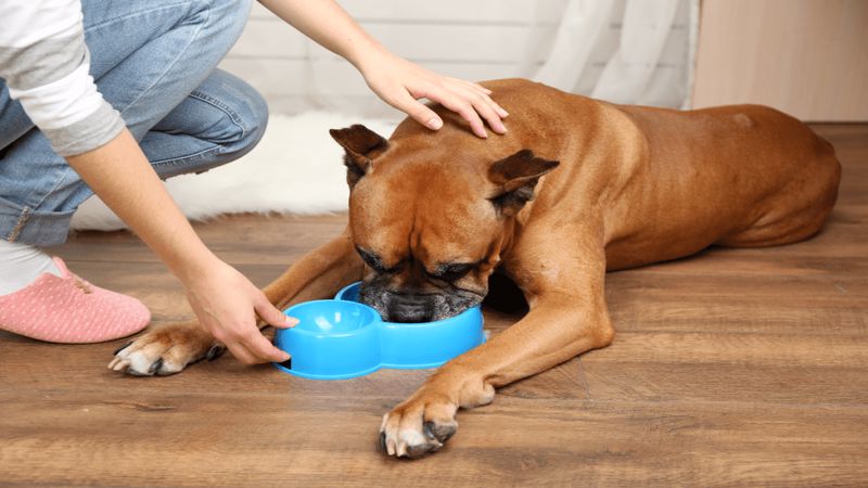 غذای سگ پیت بول آمریکایی چیست