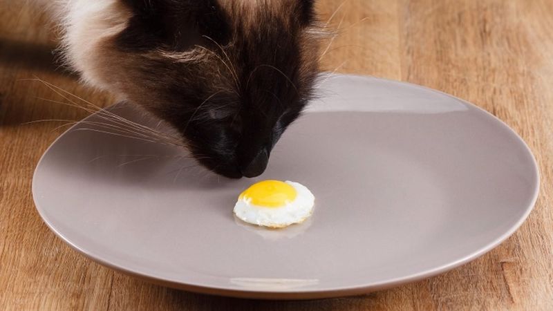 زرده تخم مرغ برای گربه