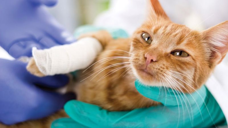 درمان در رفتگی دست گربه