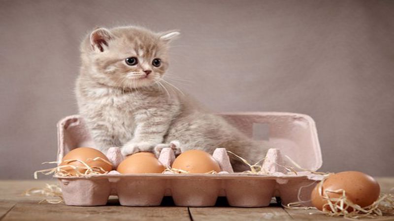 تخم مرغ برای بچه گربه