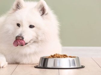 انواع غذای سگ ساموید و نحوه تغذیه آن