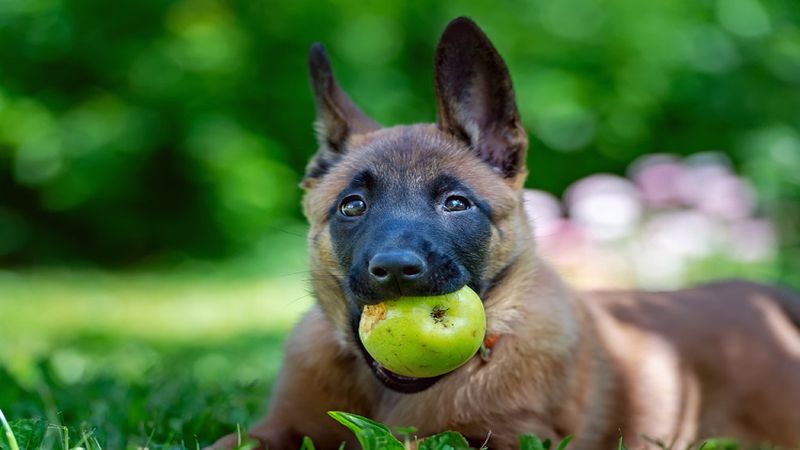 میوه برای سگ بلژین مالینویز