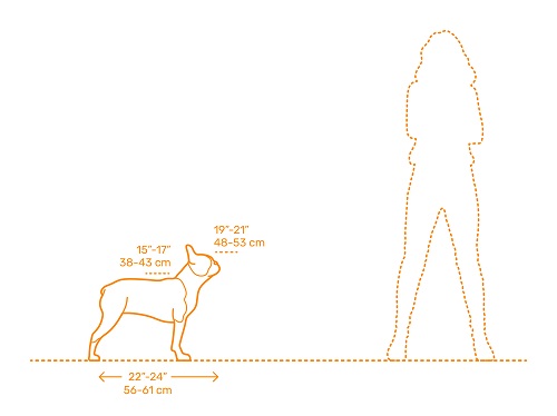 مقیاسه اندازه سگ بوستون تریر با انسان