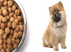 غذای سگ چاو چاو، سگی با نیازهای غذایی متفاوت!