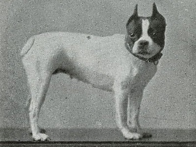 تاریخچه سگ بوستون تریر