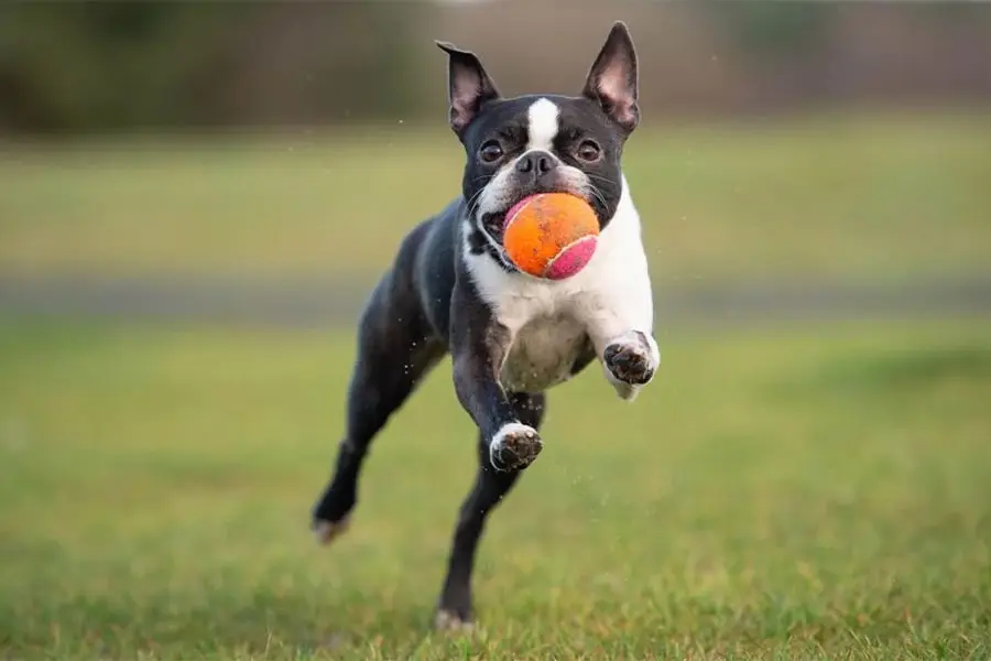سگ بوستون در حال دویدن با توپ