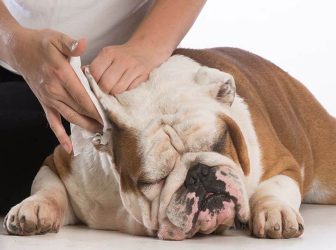 آموزش تمیز کردن گوش سگ در ۹ قدم