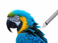 چرا زدن واکسن پرندگان اهمیت داره؟