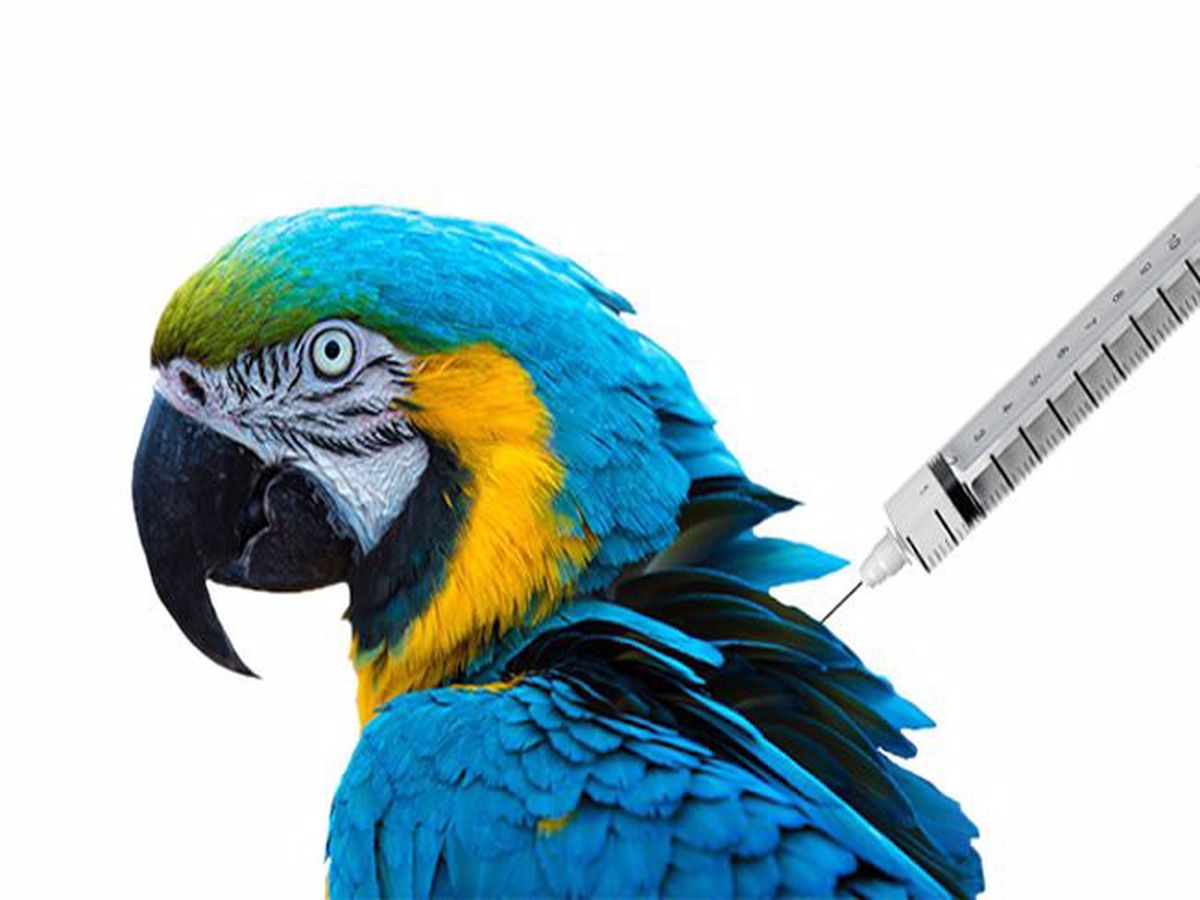 واکسن پرندگان
