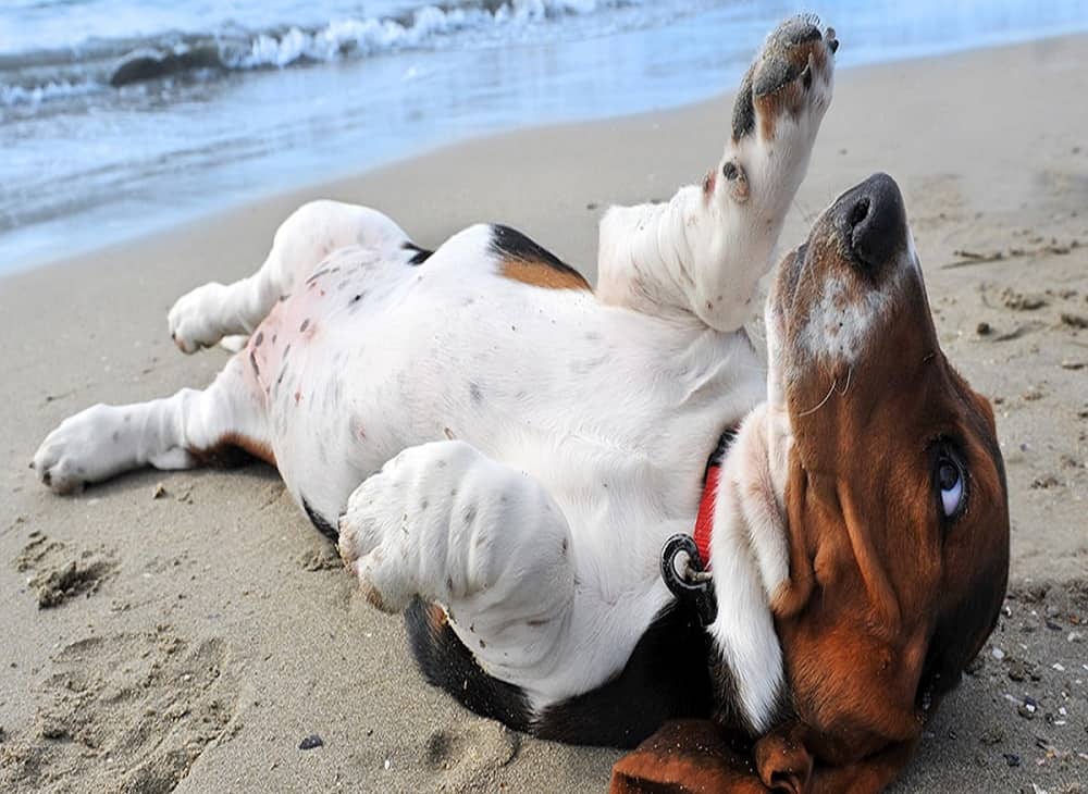 سگ باست هوند در ساحل