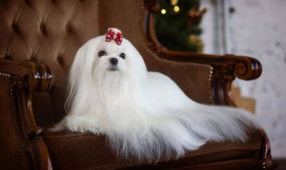 سگ مالتیز سفید