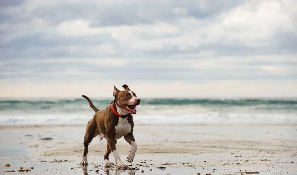 سگ پیت بول تریر آمریکایی در حال دویدن کنار ساحل