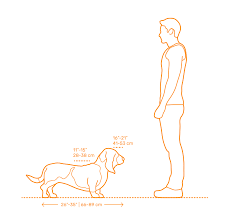 مقیاسه اندازه سگ باست هوند با انسان
