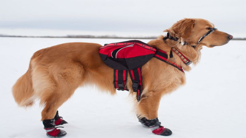 استفاده از پاپوش سگ برای پیاده روی روی برف