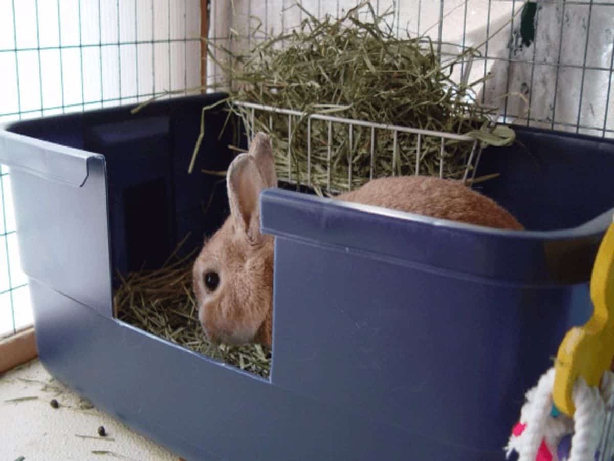 آموزش دستشویی به خرگوش