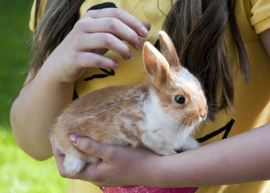 خرگوش در دستان کودک