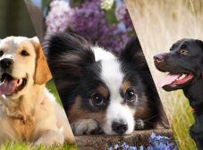 13 تا از بهترین نژادهای سگ برای افراد مبتدی را بشناسید!
