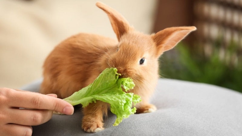 غذا دادن به بچه خرگوش