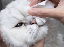 گریه گربه نشونه چیه و چطور باید درمانش کرد؟