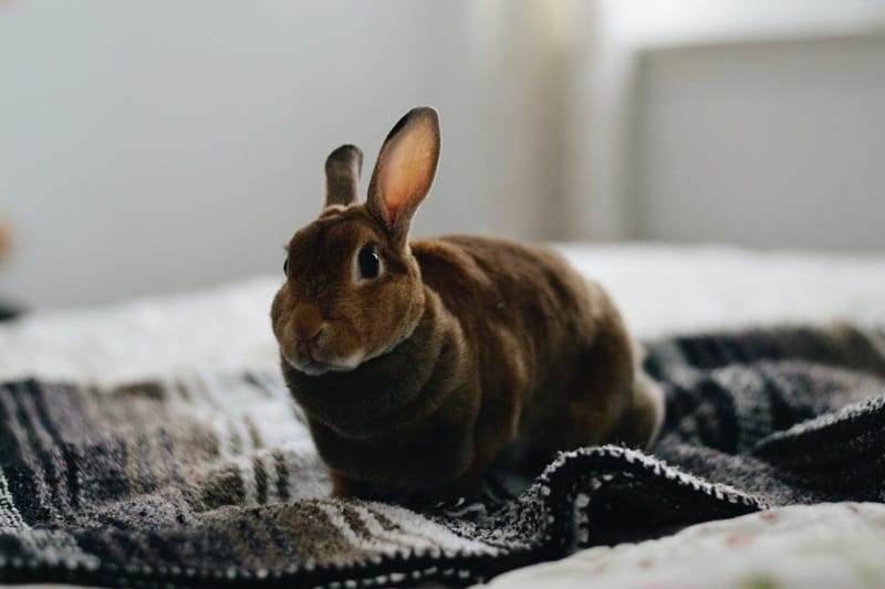 خرگوش آرام