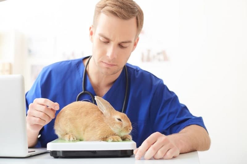 معاینه دامپزشک برای زایمان خرگوش