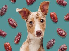 ۶ مزیت خرما برای سگ + نبایدهای تغذیه‌ای