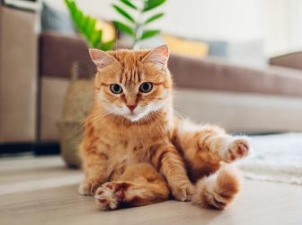 کیسه مقعدی گربه ؛ خطرات احتمالی و راه‌های جلوگیری