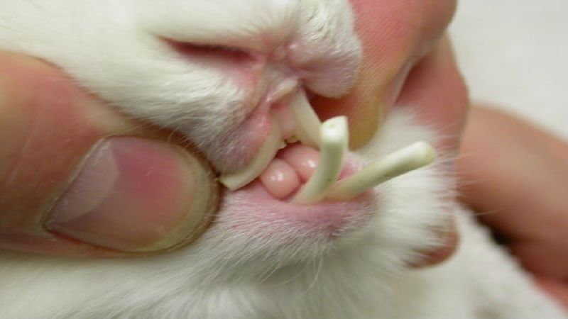 بیماری دندان خرگوش