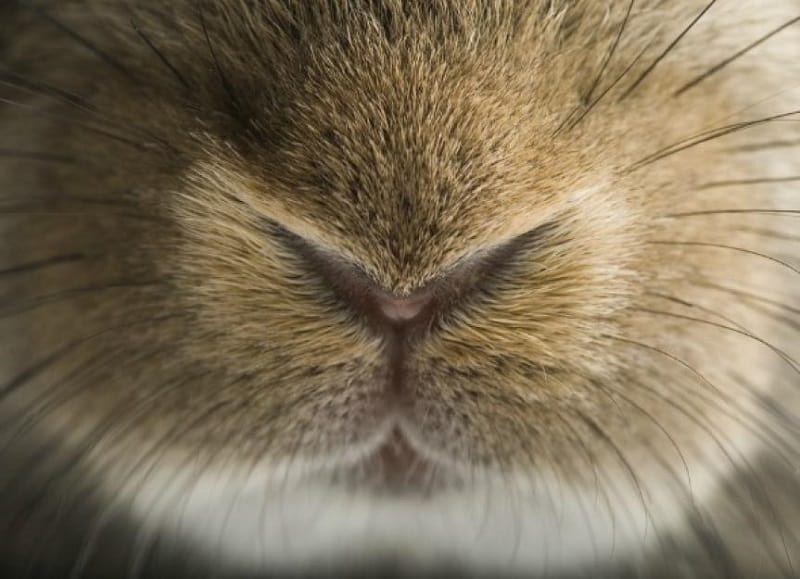 بیماری تنفسی خرگوش