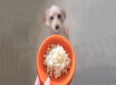 خوردن کدوم برنج برای سگ خوبه؟