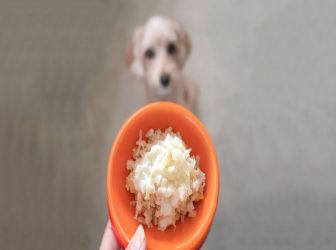 خوردن کدوم برنج برای سگ خوبه؟