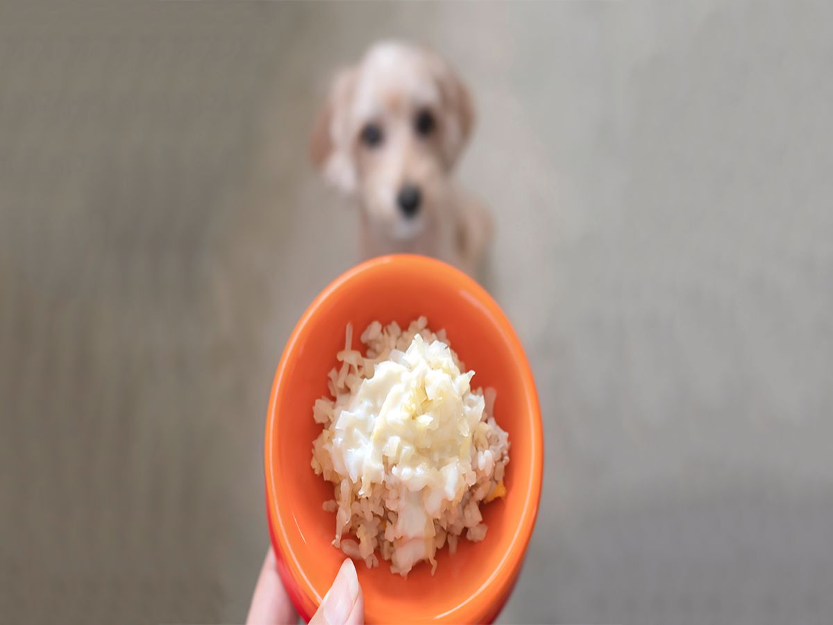 خواص انواع برنج برای سگ