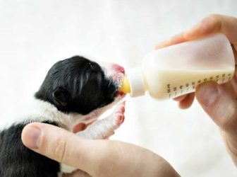 راهنمای علمی شیر دادن به توله سگ تازه متولد شده!
