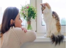 چگونه با گربه حرف بزنیم: ایجاد ارتباط قوی با زبان و رفتار