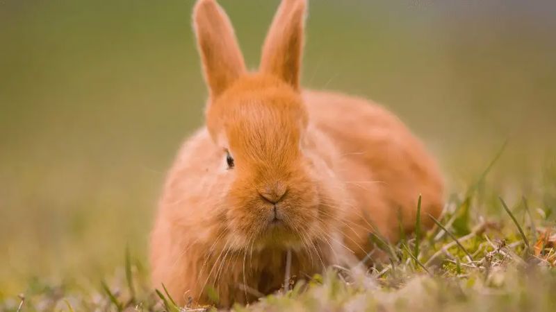 خرگوش در طبیعت