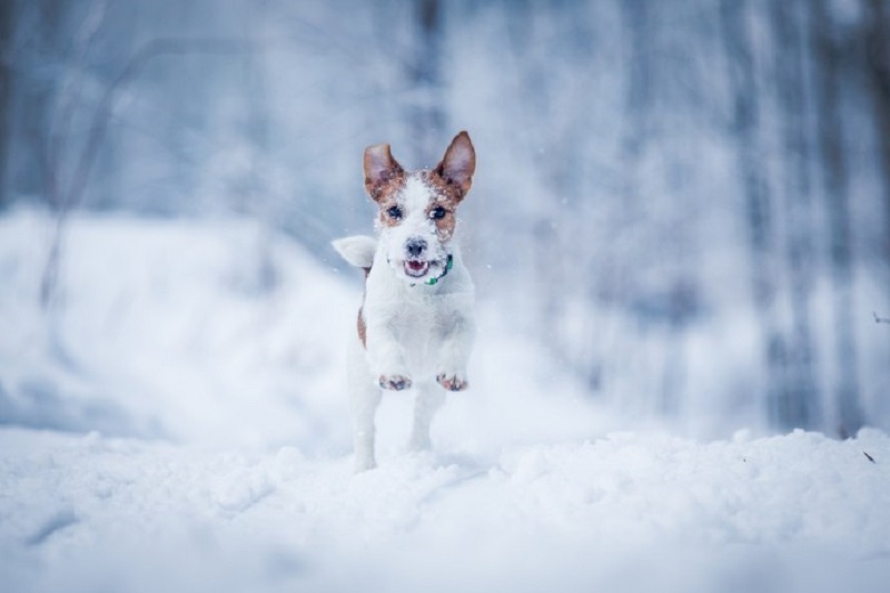 مراقبت از پنجه های سگ در زمستان