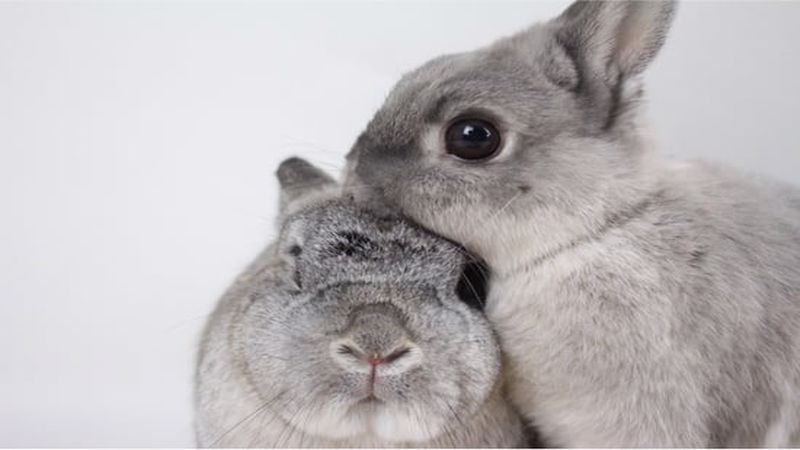 دو خرگوش شاد و ناراحت در کنار هم