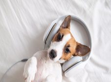 بهترین سگ بی صدای آپارتمانی کدومه؟