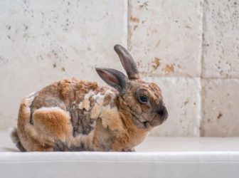 علت ریزش موی خرگوش چیه؟