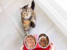 غذای رفلکس گربه ؛ کیفیت، تنوع و کاربردهاش