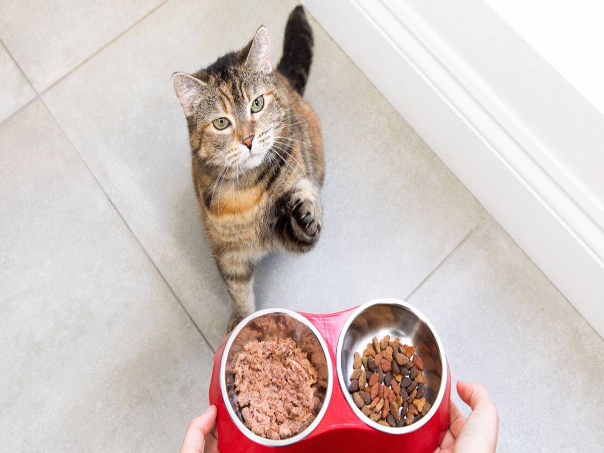 غذای رفلکس گربه چه طعم‌ها و انواعی داره؟
