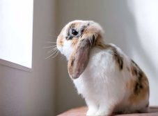 5 علت قهر خرگوش و راه درمان آن!