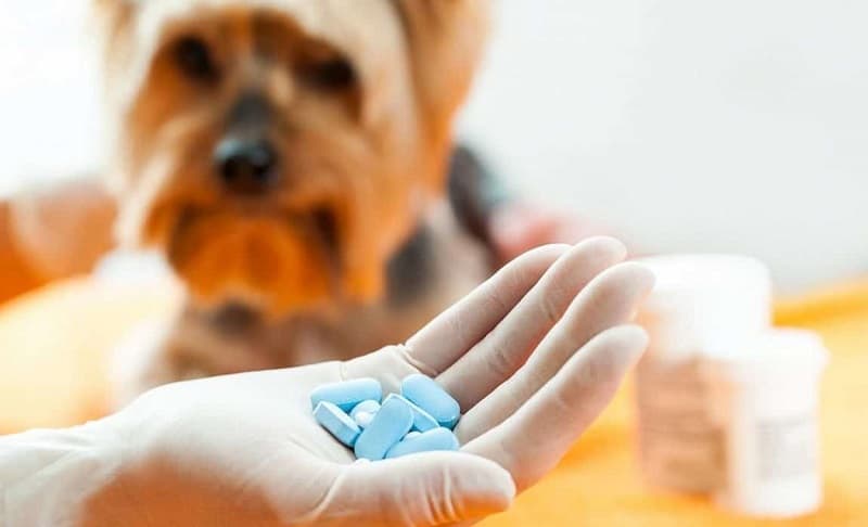کپسول آنتی بیوتیک برای درمان بیماری های سگ