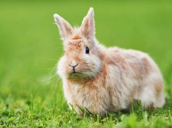 خرگوش جرسی حیوون خونگی خوبی هست؟