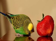 مرغ عشق چه میوه ‌هایی می ‌خورد و چیا براش بده؟